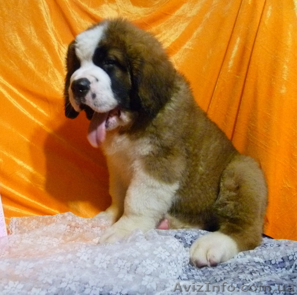 Щенки Московской сторожевой «AGNIA GRANDE VICI»  - <ro>Изображение</ro><ru>Изображение</ru> #1, <ru>Объявление</ru> #529631