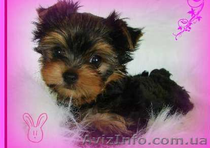Продаются щеночки йорки - <ro>Изображение</ro><ru>Изображение</ru> #1, <ru>Объявление</ru> #536923