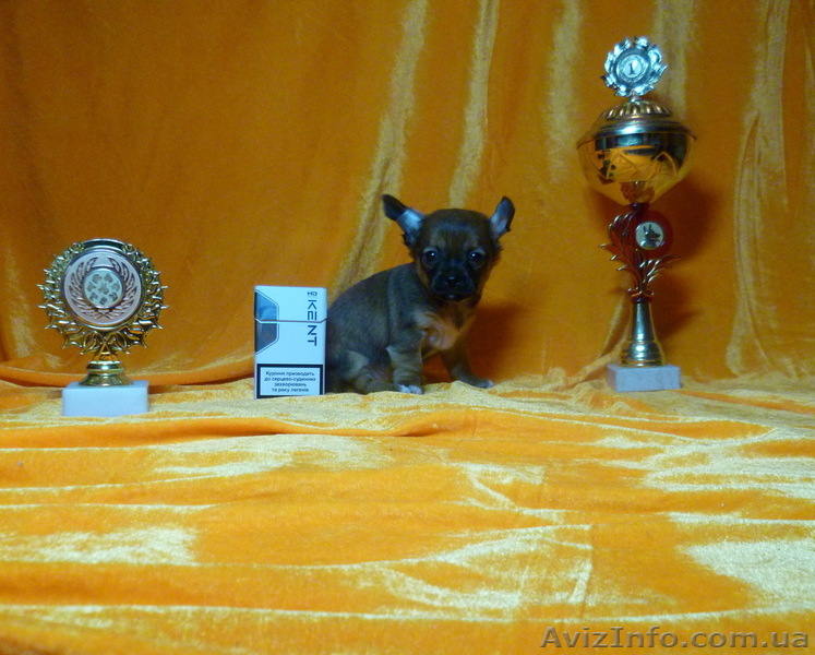 Щенки Чихуа-хуа - Миниатюрная порода - <ro>Изображение</ro><ru>Изображение</ru> #1, <ru>Объявление</ru> #551001