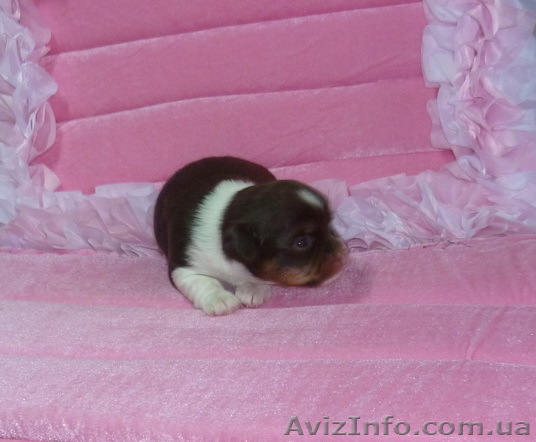  Щенки  Чихуа-хуа Питомник: «AGNIA GRANDE VICI»  - <ro>Изображение</ro><ru>Изображение</ru> #1, <ru>Объявление</ru> #529548