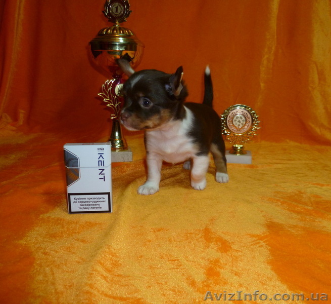  Щенки  Чихуа-хуа 2 месяца - <ro>Изображение</ro><ru>Изображение</ru> #1, <ru>Объявление</ru> #533144