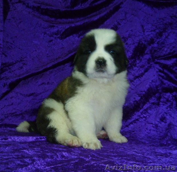 Щенки московской сторожевой с документами - <ro>Изображение</ro><ru>Изображение</ru> #1, <ru>Объявление</ru> #544835