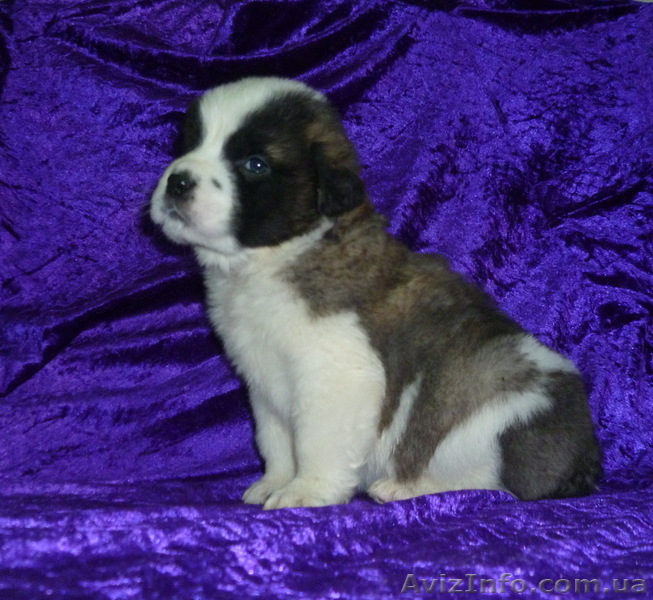 Продам щенка московской сторожевой-Одесса - <ro>Изображение</ro><ru>Изображение</ru> #1, <ru>Объявление</ru> #550996