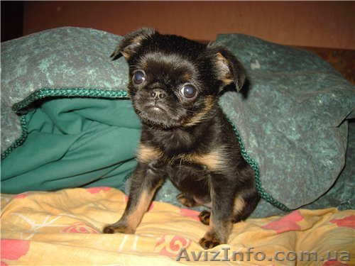  щенок пти-брабансона (малого брабансона) - <ro>Изображение</ro><ru>Изображение</ru> #1, <ru>Объявление</ru> #595419