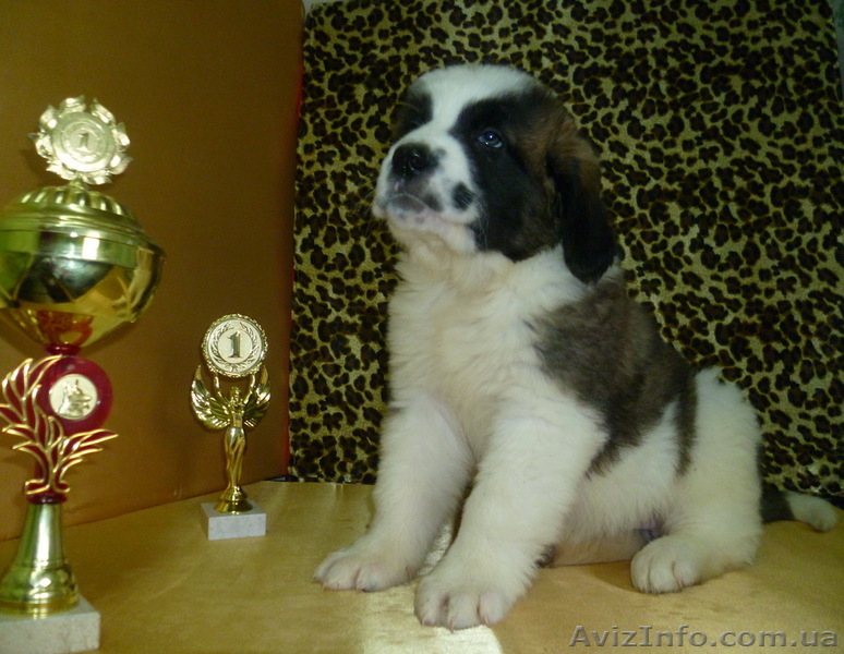 Щенки московской сторожевой с документами в Одессе - <ro>Изображение</ro><ru>Изображение</ru> #1, <ru>Объявление</ru> #579033