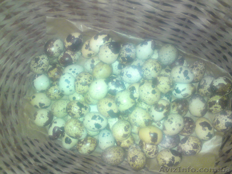 Продам перепелов,и яйца (фараоны,мраморные) - <ro>Изображение</ro><ru>Изображение</ru> #1, <ru>Объявление</ru> #561637