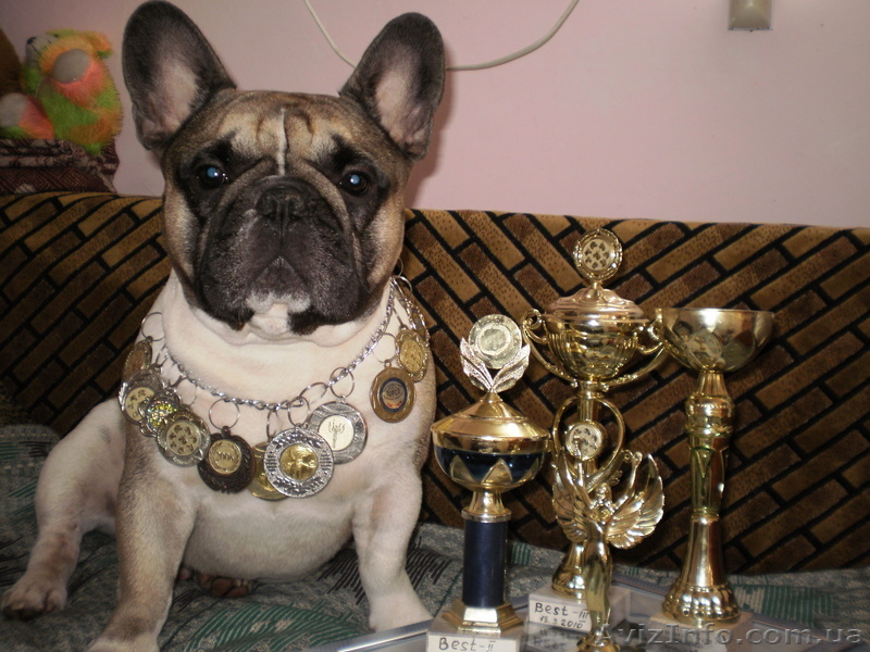Вязка.  Французский бульдог - <ro>Изображение</ro><ru>Изображение</ru> #1, <ru>Объявление</ru> #583039