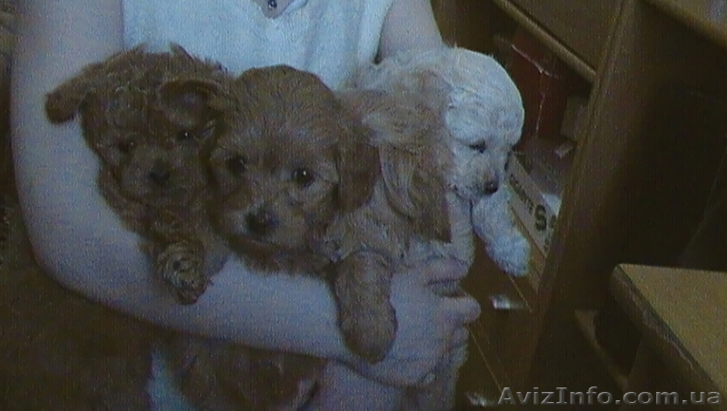 продам мини пуделя - <ro>Изображение</ro><ru>Изображение</ru> #1, <ru>Объявление</ru> #590303