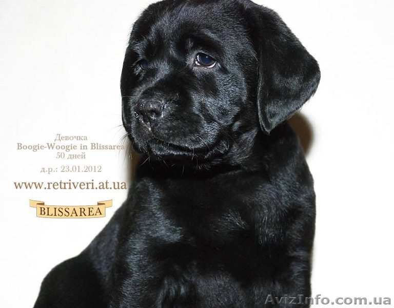 0506182105     0965994460 - <ro>Изображение</ro><ru>Изображение</ru> #1, <ru>Объявление</ru> #641840