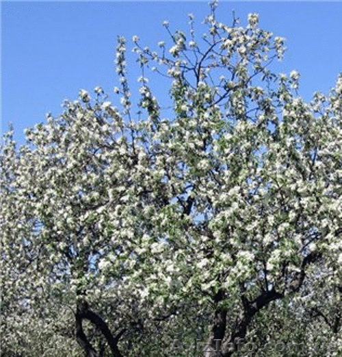 Участок 6-соток - <ro>Изображение</ro><ru>Изображение</ru> #1, <ru>Объявление</ru> #641120