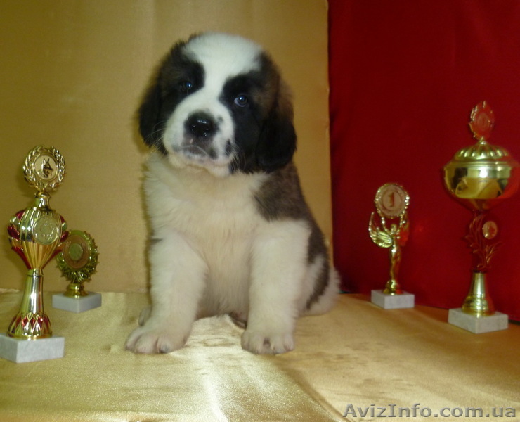 Щенки Московской сторожевой - Питомник - <ro>Изображение</ro><ru>Изображение</ru> #1, <ru>Объявление</ru> #632019