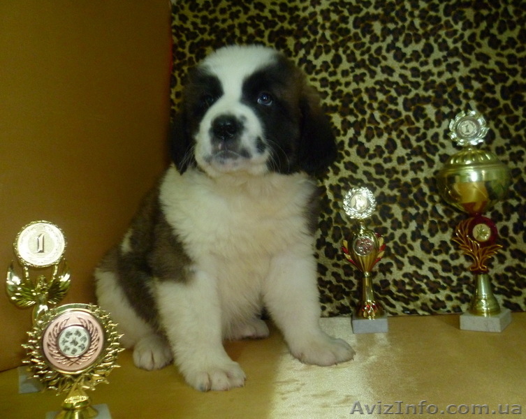 Московская сторожевая – щенки из питомника - <ro>Изображение</ro><ru>Изображение</ru> #1, <ru>Объявление</ru> #639063