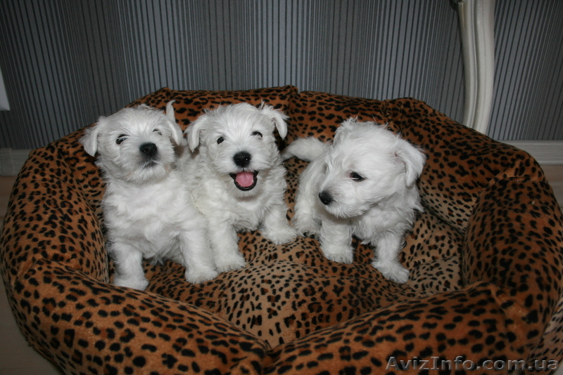 Продам щенка вест хайленд вайт терьера - <ro>Изображение</ro><ru>Изображение</ru> #1, <ru>Объявление</ru> #617114