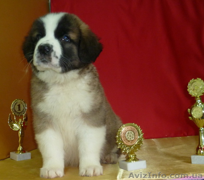 Щенки московской сторожевой уже в продаже - <ro>Изображение</ro><ru>Изображение</ru> #1, <ru>Объявление</ru> #634423