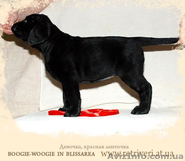 Перспективный щенок Лабрадора ретривера - <ro>Изображение</ro><ru>Изображение</ru> #1, <ru>Объявление</ru> #650360