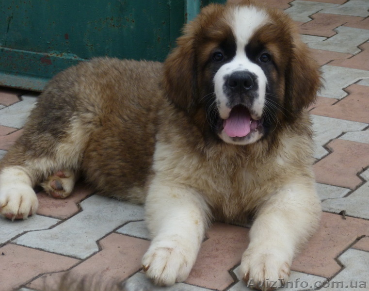 Щенки Сенбернара «Бетховен»- Питомник - <ro>Изображение</ro><ru>Изображение</ru> #1, <ru>Объявление</ru> #648860