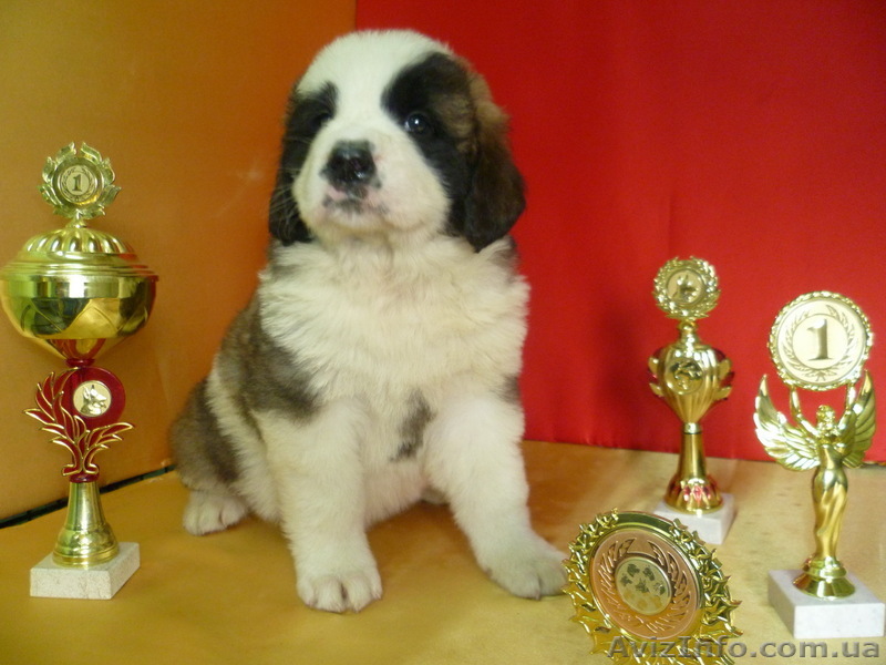 Московская сторожевая – щенки из питомника 1,5 мес. - <ro>Изображение</ro><ru>Изображение</ru> #1, <ru>Объявление</ru> #644712