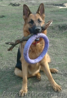 Предоставляем услуги по выгулу собак - <ro>Изображение</ro><ru>Изображение</ru> #1, <ru>Объявление</ru> #665911