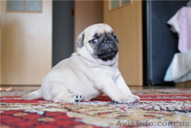 Щенки мопса Одесса - <ro>Изображение</ro><ru>Изображение</ru> #1, <ru>Объявление</ru> #674509