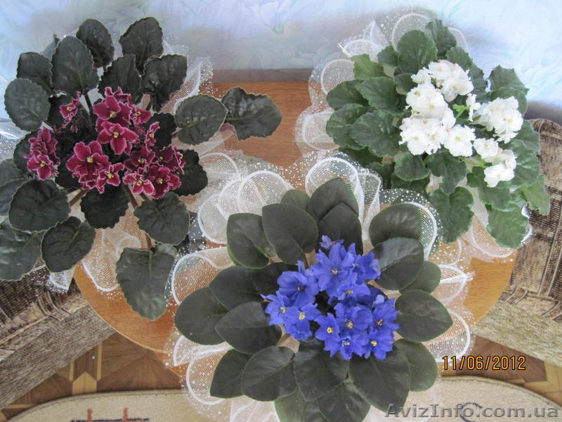 Продам фиалки. Взрослые и детки. - <ro>Изображение</ro><ru>Изображение</ru> #1, <ru>Объявление</ru> #686562