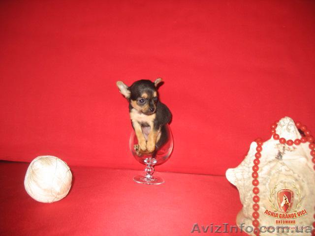 Продаются щенки ЧИХУА ХУА - <ro>Изображение</ro><ru>Изображение</ru> #1, <ru>Объявление</ru> #697826