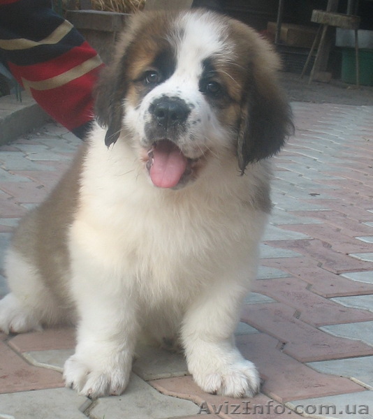 Продам щенков Сенбернара в питомнике - <ro>Изображение</ro><ru>Изображение</ru> #1, <ru>Объявление</ru> #697828