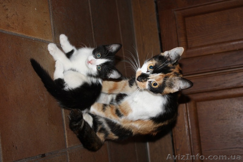 Отдам котят в хорошие руки!!! - <ro>Изображение</ro><ru>Изображение</ru> #1, <ru>Объявление</ru> #738116