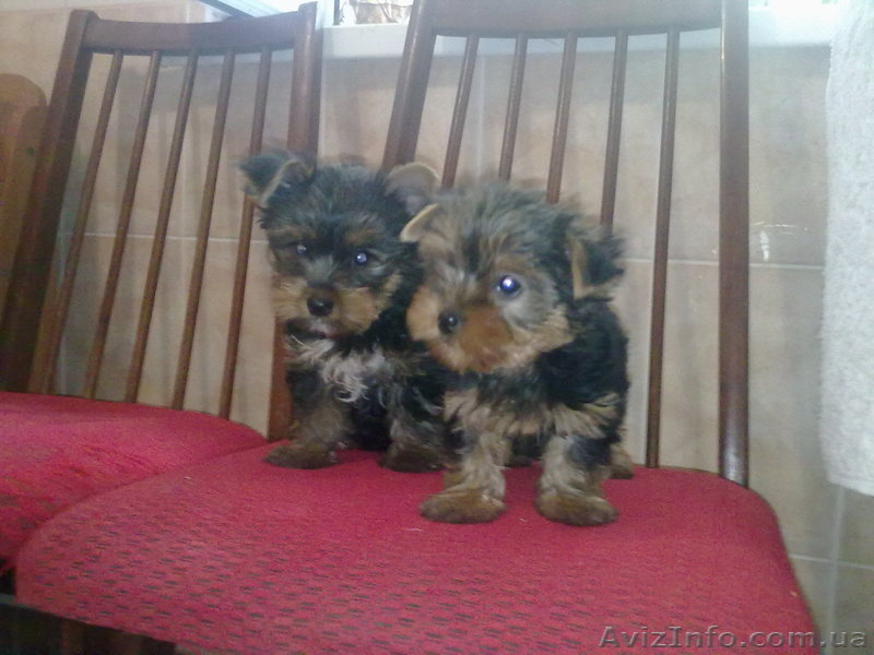 Продам щенков йоркширского терьера! - <ro>Изображение</ro><ru>Изображение</ru> #1, <ru>Объявление</ru> #743642