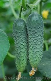 Огурцы тепличные - <ro>Изображение</ro><ru>Изображение</ru> #1, <ru>Объявление</ru> #746507