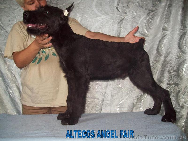 Ризеншнауцер щенки недорого - <ro>Изображение</ro><ru>Изображение</ru> #1, <ru>Объявление</ru> #716614