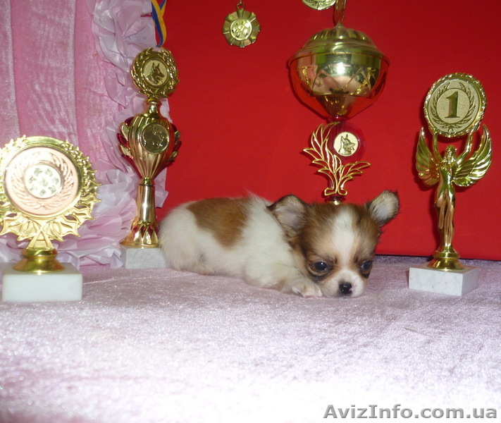 В продаже  имеется помет чихуа - <ro>Изображение</ro><ru>Изображение</ru> #1, <ru>Объявление</ru> #733988