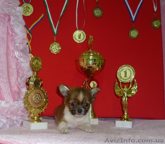 Продам щенков ЧИХУА ХУА-питомник - <ro>Изображение</ro><ru>Изображение</ru> #1, <ru>Объявление</ru> #729808