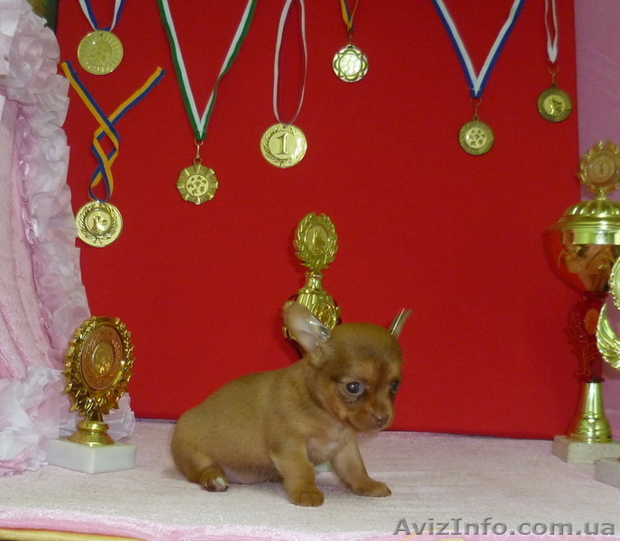 Продам щенков чихуашек-очаровашек - <ro>Изображение</ro><ru>Изображение</ru> #1, <ru>Объявление</ru> #738940