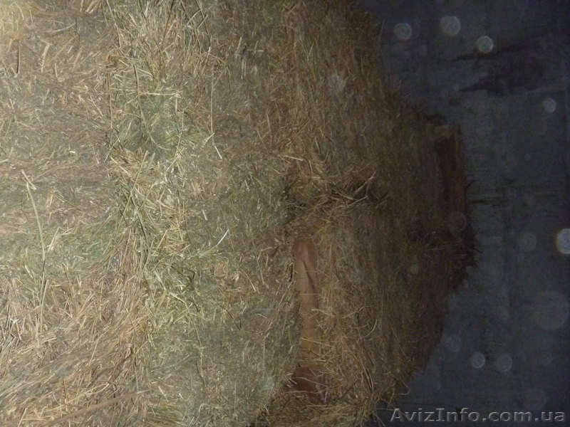 Продам сено в Одессе - <ro>Изображение</ro><ru>Изображение</ru> #1, <ru>Объявление</ru> #741753