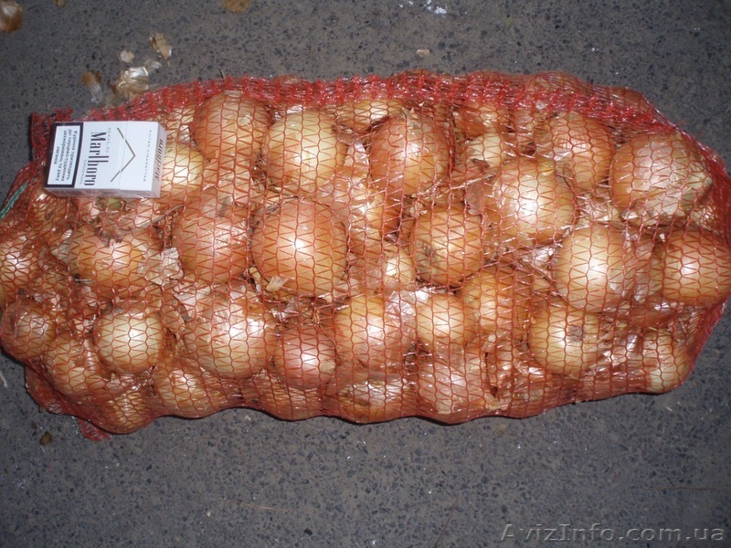 Лук  "Дайтона"! оптом продам !!! - <ro>Изображение</ro><ru>Изображение</ru> #1, <ru>Объявление</ru> #752884