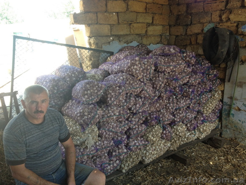 чеснок сорт Любаша - <ro>Изображение</ro><ru>Изображение</ru> #1, <ru>Объявление</ru> #766090