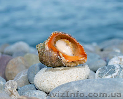 Рапана оптом продам - <ro>Изображение</ro><ru>Изображение</ru> #1, <ru>Объявление</ru> #766459