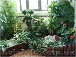 Уход за растениями - <ro>Изображение</ro><ru>Изображение</ru> #1, <ru>Объявление</ru> #808627