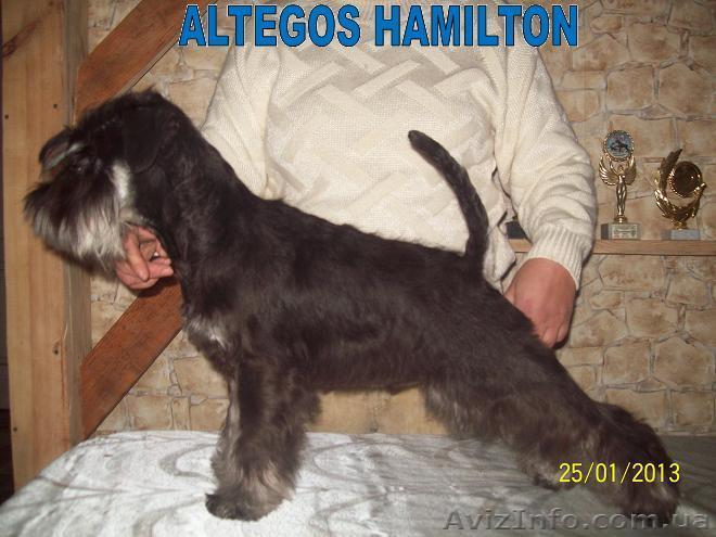 Щенки цвергшнауцера, питомник - <ro>Изображение</ro><ru>Изображение</ru> #1, <ru>Объявление</ru> #831860