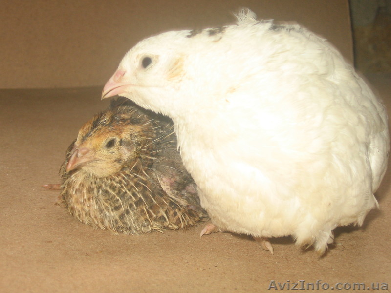 перепела продам - <ro>Изображение</ro><ru>Изображение</ru> #1, <ru>Объявление</ru> #817711