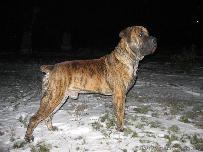 бурбуль. ищем Хорошую невесту.Чемпион Молдавии,Азербайжана,Кипра, Украины - <ro>Изображение</ro><ru>Изображение</ru> #1, <ru>Объявление</ru> #846164