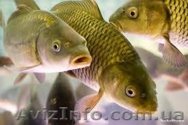 Продам двухлетку карпа, толстолоба навеска 200-300 гр - <ro>Изображение</ro><ru>Изображение</ru> #1, <ru>Объявление</ru> #842198