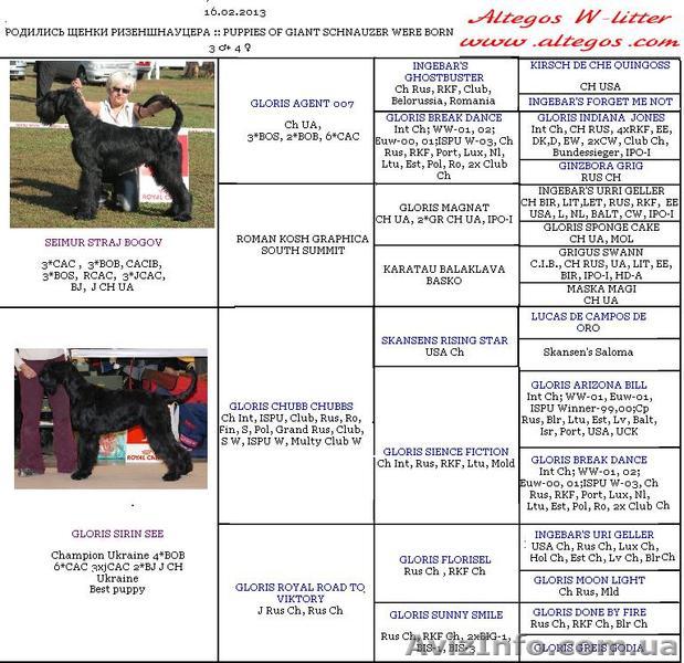 Щенки ризеншнауцера, профессиональный питомник - <ro>Изображение</ro><ru>Изображение</ru> #1, <ru>Объявление</ru> #845853