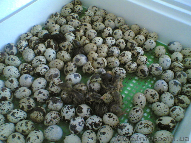 Перепел и инкубационные яйца,тушки - <ro>Изображение</ro><ru>Изображение</ru> #1, <ru>Объявление</ru> #891181