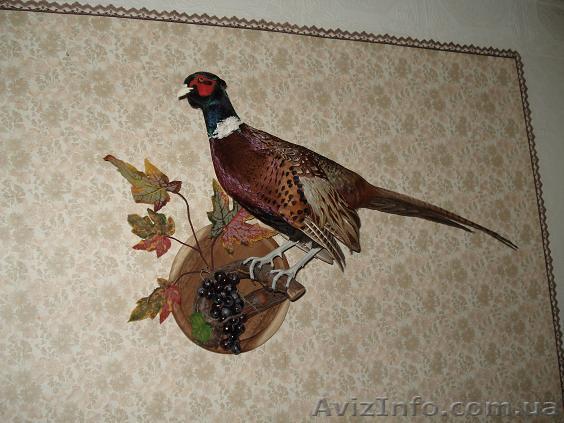 .Продам чучело фазана - <ro>Изображение</ro><ru>Изображение</ru> #1, <ru>Объявление</ru> #876619