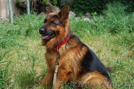кобель немецкой овчарки - <ro>Изображение</ro><ru>Изображение</ru> #1, <ru>Объявление</ru> #891766