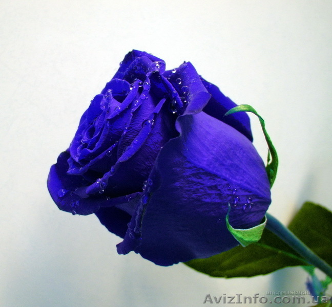 Роза FLORICH,не вянет 5 лет.ОПТ И РОЗНИЦА - <ro>Изображение</ro><ru>Изображение</ru> #1, <ru>Объявление</ru> #884142