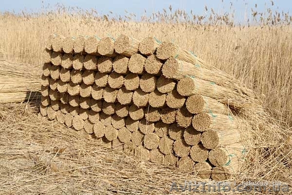 Продам камышовые снопы - <ro>Изображение</ro><ru>Изображение</ru> #1, <ru>Объявление</ru> #883525