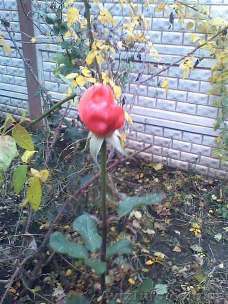 Продам СВОЙ участок в Аркадии под строительство Вашего ДОМА!!! - <ro>Изображение</ro><ru>Изображение</ru> #1, <ru>Объявление</ru> #896054