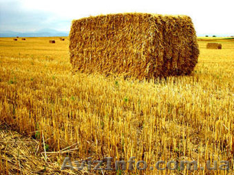 солома в тюках 500-800 тонн  - <ro>Изображение</ro><ru>Изображение</ru> #1, <ru>Объявление</ru> #906546